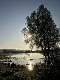 Tree by lake against sky during sunset