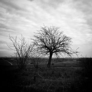 bare tree