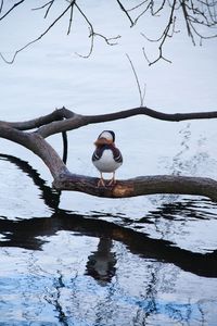 Bird perching on branch during winter against sky