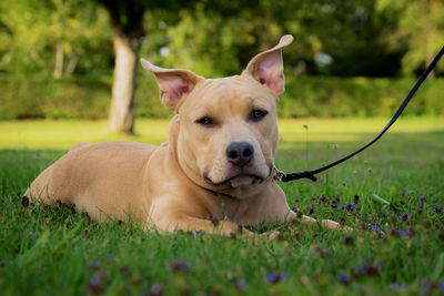 Portrait of dog lying on grass