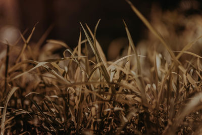Close-up of crops on field