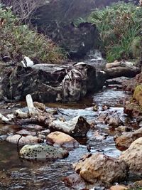 River flowing through forest