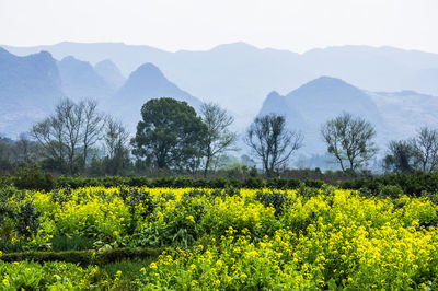 Scenic view of oilseed rape field against sky