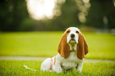 Close-up of basset hound sitting on grass