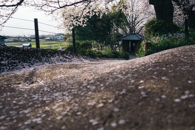 Surface level of road amidst trees and buildings