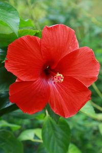 Macro shot of red hibiscus flower