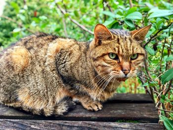 Close-up portrait of a cat on wooden bench in a park 