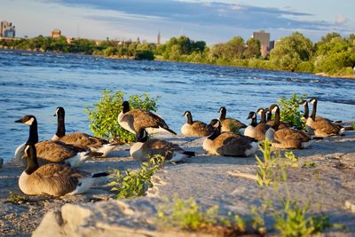 Ducks by lake against sky