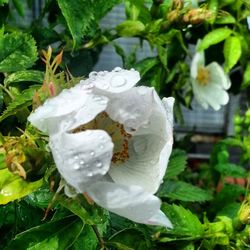 Close-up of white flowers