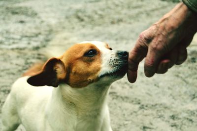 Close-up of hand holding dog