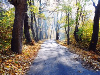 Road passing through forest