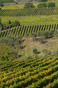 Scenic view of vineyard