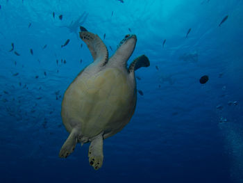 Low angle view of turtle and fishes swimming in sea