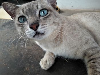 Close-up portrait of cat