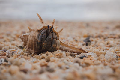 Close-up of animal at beach