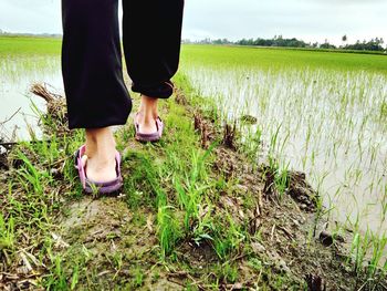 Low section of person walking at rice paddy