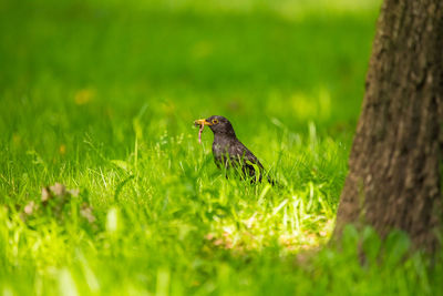 A beautiful common blackbird feeding in the grass in park before migration. turdus merula. 