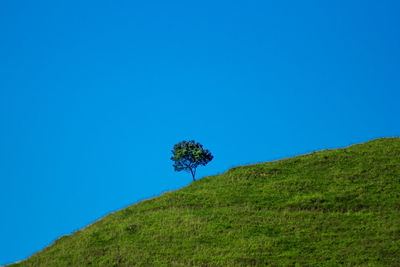 Plants growing on land against clear blue sky