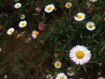 High angle view of daisies blooming outdoors