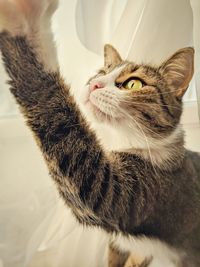 High angle view of cat resting