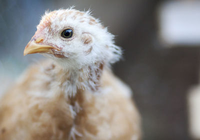 Close-up of hen