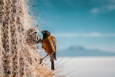 Close-up of a bird on land