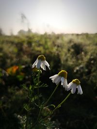 Close-up of white flower on field