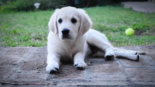 Portrait of dog with ball