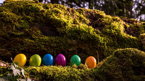 View of multi colored eggs on grass