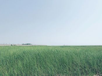 Scenic view of agricultural field against clear sky