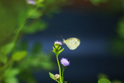 Close-up of butterfly pollinating on purple flower