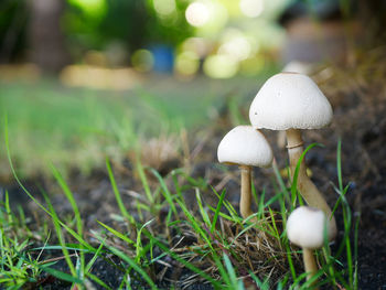 Close-up of mushroom growing on field