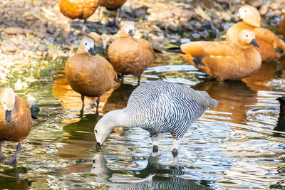 Ducks in a lake