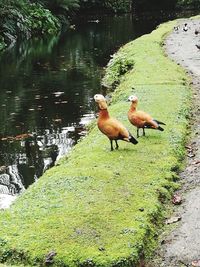 Ducks by lake