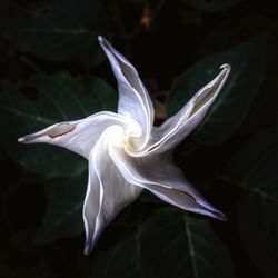 Close-up of white flowers