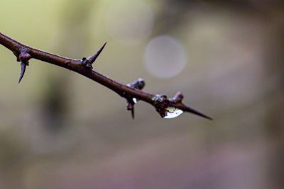 Close-up of barbed wire on plant