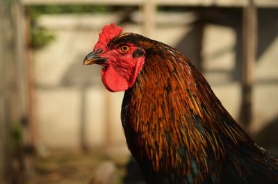 Close-up of rooster