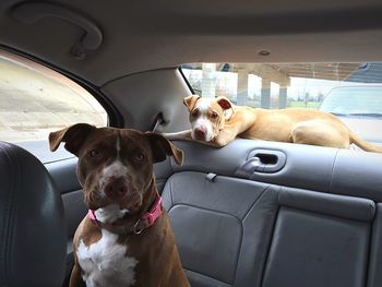 Close-up of portrait of pit bull terrier in car