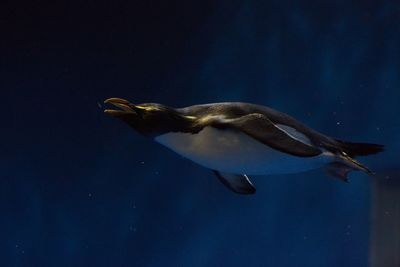Penguin swimming underwater