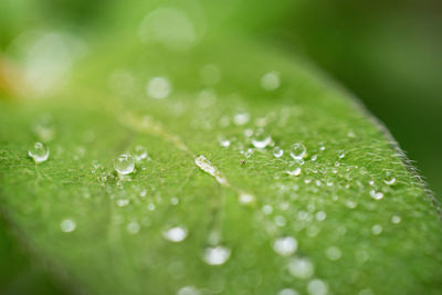 Close-up of raindrops on green leaves