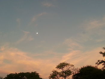 Low angle view of trees against sky