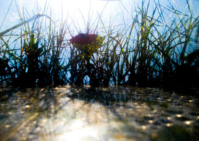 Surface level of flowers on sea against sky
