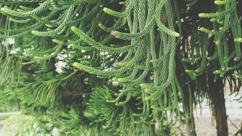 Close-up of pine trees