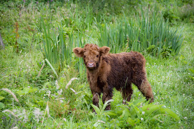 Portrait of sheep in a field