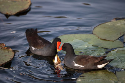 Common moorhen bird gallinula chloropus forages for food in a marsh in naples, florida