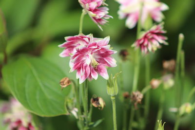 Close-up of pink flowering plant