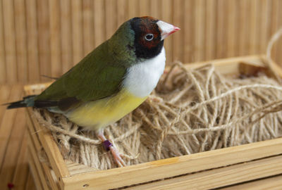 A green gouldian finch, perched on a small crate with a string.