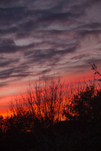 Silhouette plants against dramatic sky during sunset
