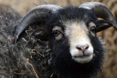 Close-up portrait of sheep