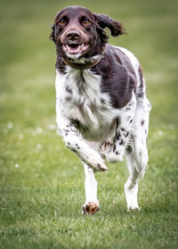 Portrait of a dog running on grassy field